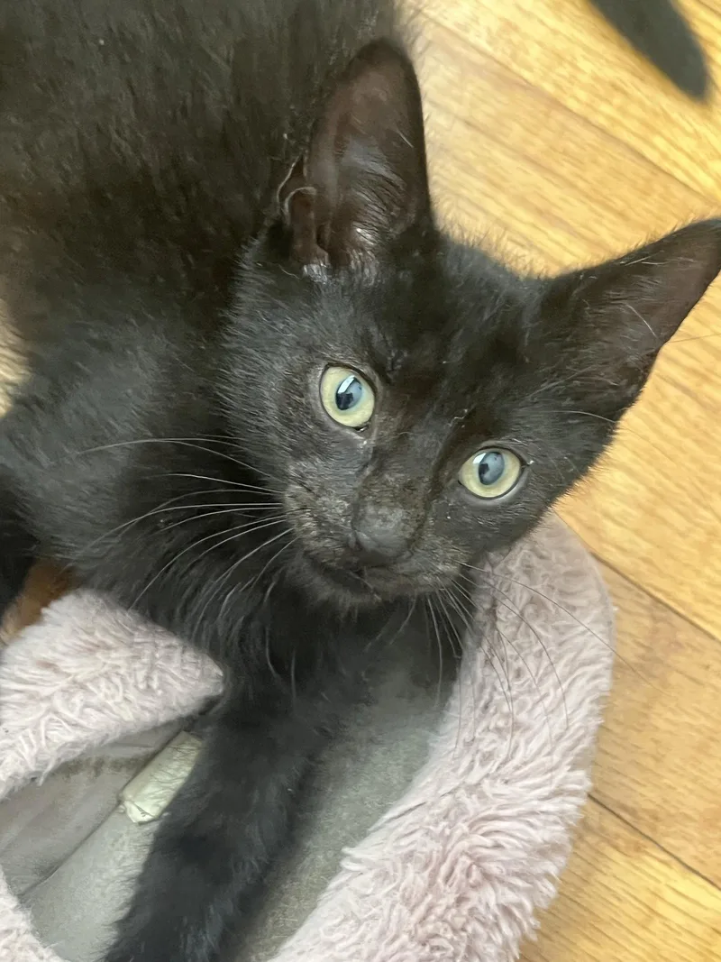 A baby medium-sized male Black Domestic Short Hair cat named Buddha Nagle for adoption in Trenton, NJ