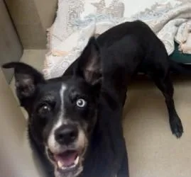 An adult medium-sized female Mixed Breed dog named Angie for adoption in Longmont, CO