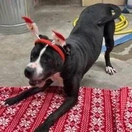 A senior small-sized female Black Pit Bull Terrier dog named Zara for adoption in Rock Falls, IL