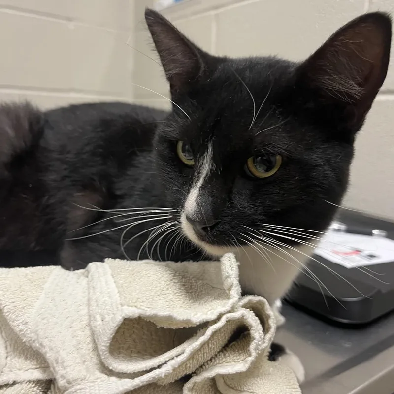 An adult medium-sized male Black Domestic Short Hair cat named Monkey Bars for adoption in Bristol, IN
