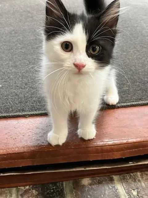 A baby medium-sized female Domestic Short Hair cat named Lara for adoption in Melrose, MA