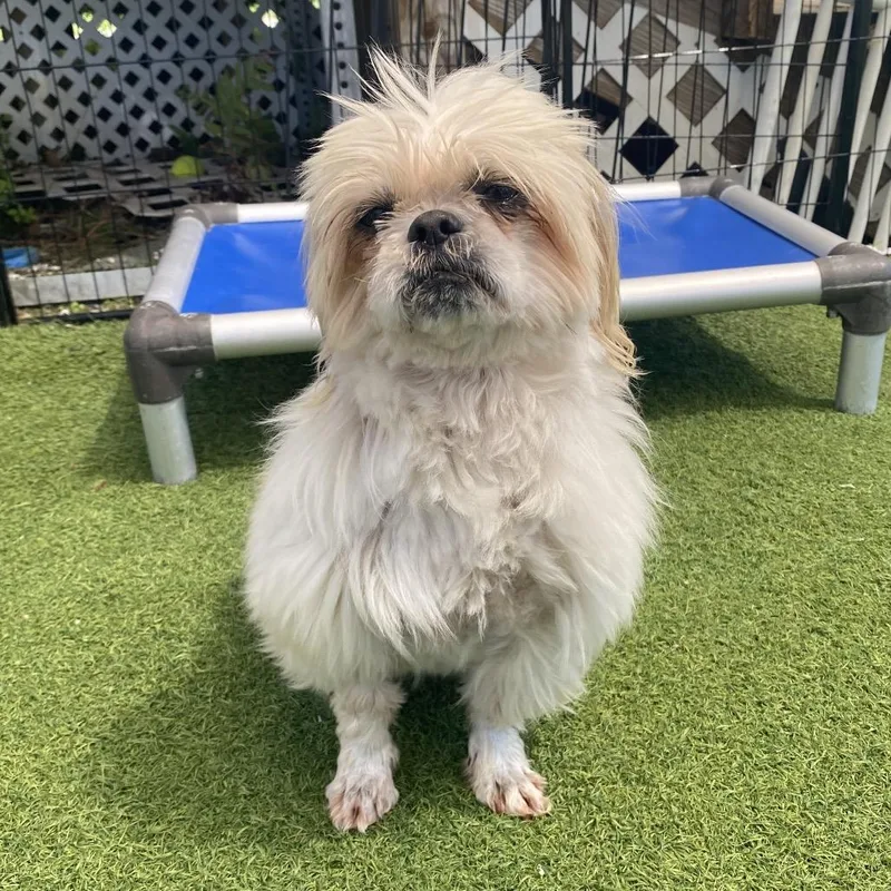 Marigold thumbnail 2