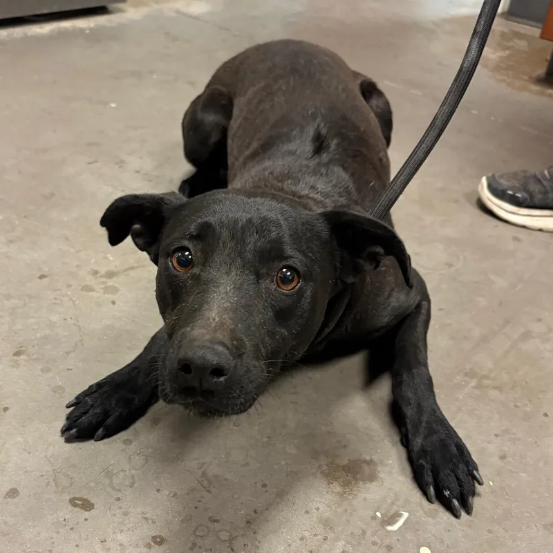 An adult medium-sized female Black Mixed Breed dog named Brooke for adoption in Yuma, AZ