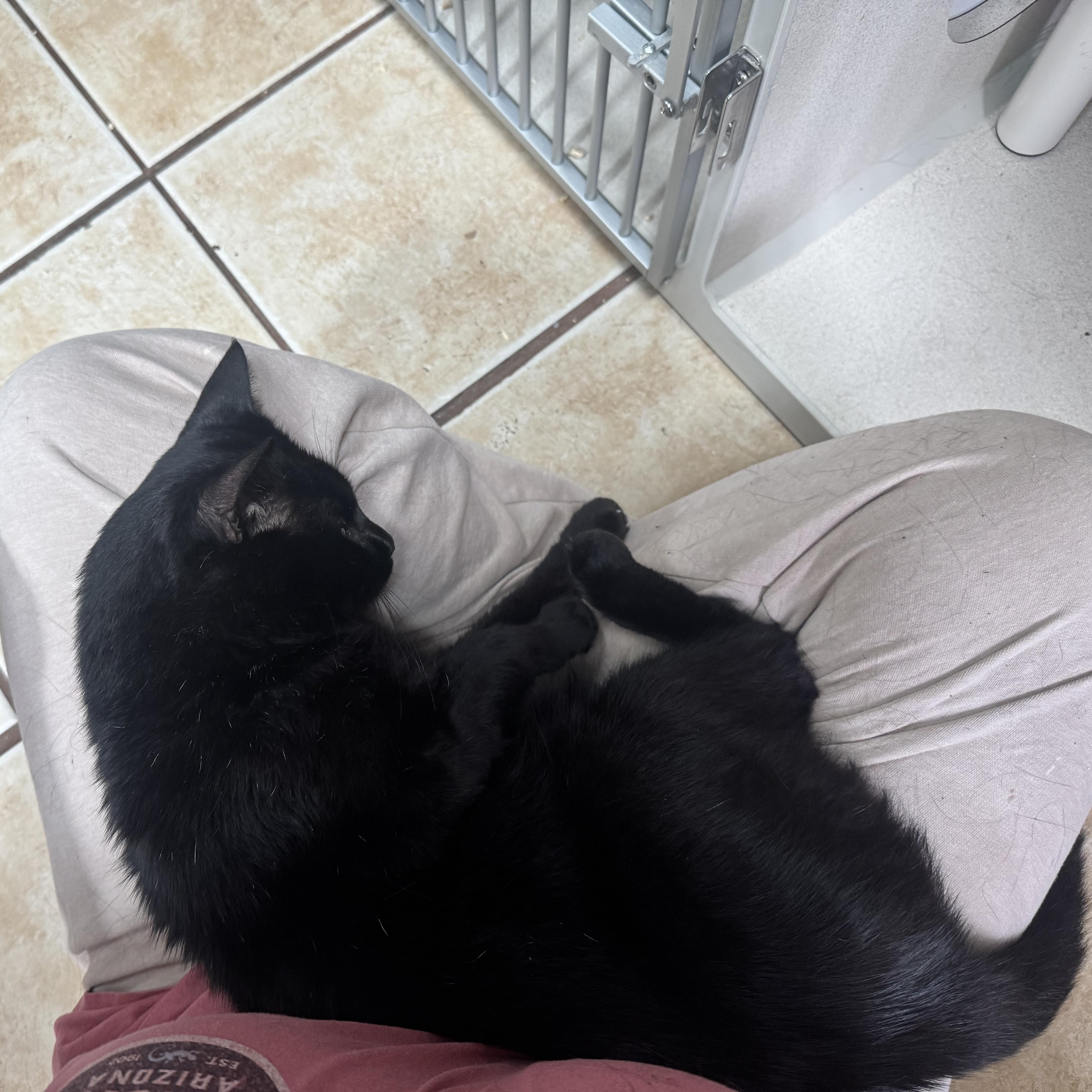 An adult medium-sized male Black Bombay cat named Belarion for adoption in Hamilton, NJ