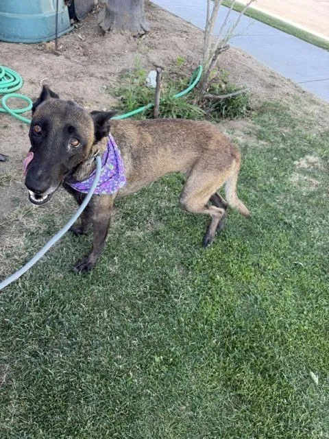 Tess located in CA