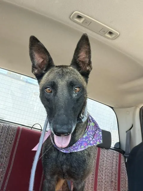 Tess located in CA thumbnail 2