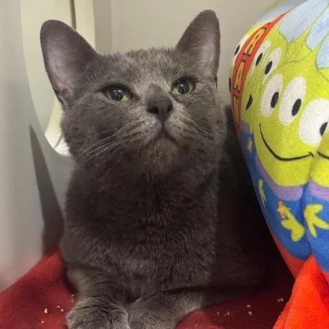 A young medium-sized female Gray / Blue / Silver Domestic Short Hair cat named Bonita C for adoption in Princeton, MN