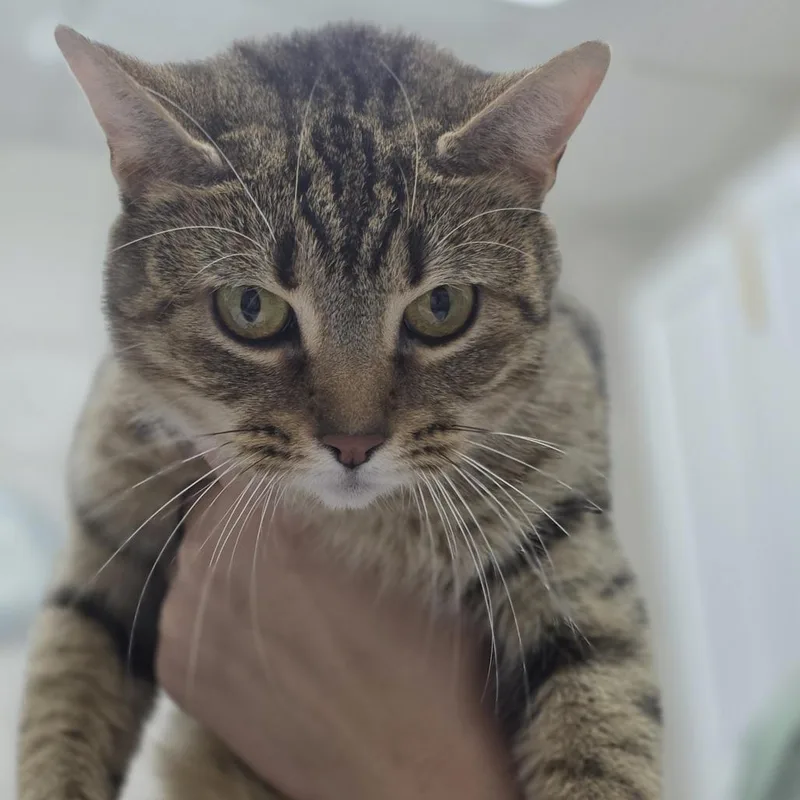 An adult medium-sized female Brown / Chocolate Domestic Short Hair cat named Mama for adoption in Huntsville, AL