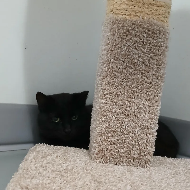 A baby medium-sized male Black American Shorthair cat named Max for adoption in Iowa Falls, IA