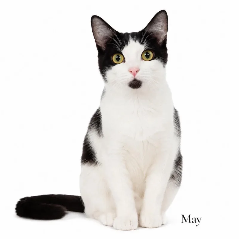 An adult medium-sized female Black Domestic Short Hair cat named May for adoption in Stevensville, MI