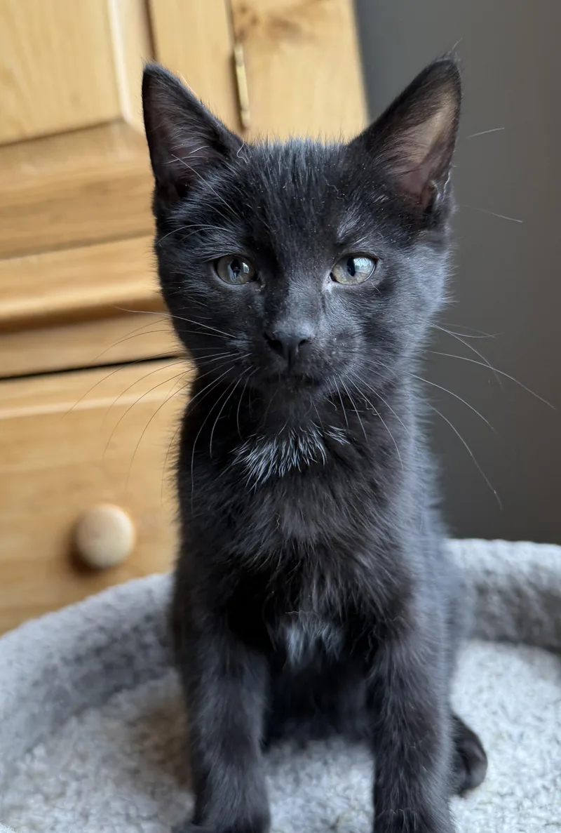 A baby medium-sized female Domestic Short Hair cat named Reba for adoption in Wadsworth, OH