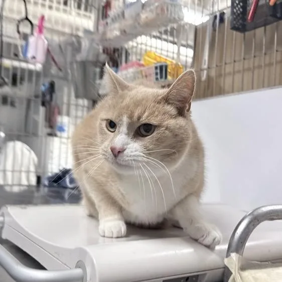 A senior medium-sized male Buff / Tan / Fawn Domestic Short Hair cat named Mack for adoption in New York, NY