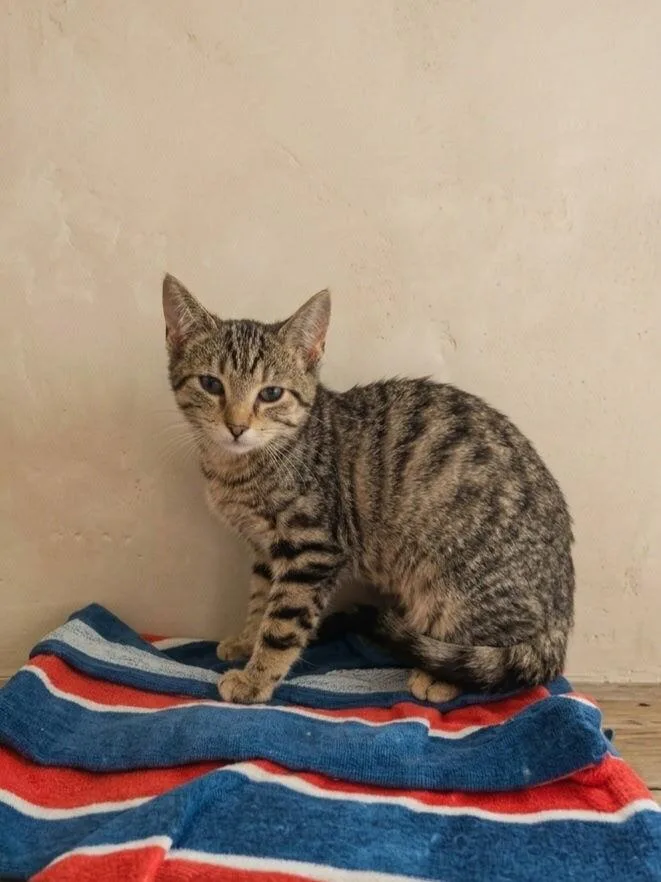 A baby small-sized female Tabby (Brown / Chocolate) Domestic Short Hair cat named Cocoa for adoption in Westfield, WI
