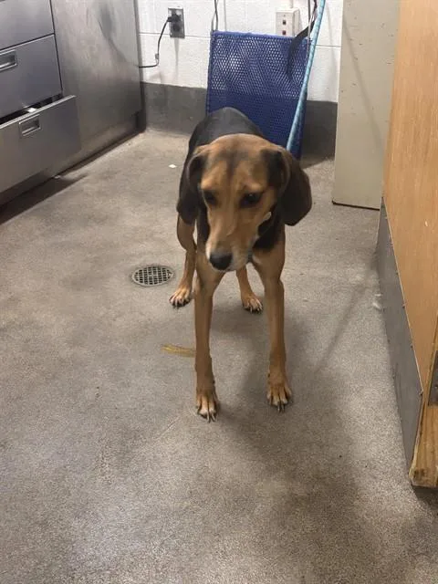 Diva