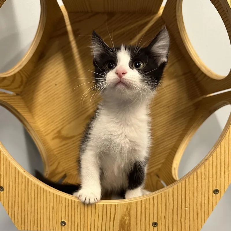 A baby small-sized male Black Domestic Short Hair cat named S'more for adoption in Hinsdale, IL