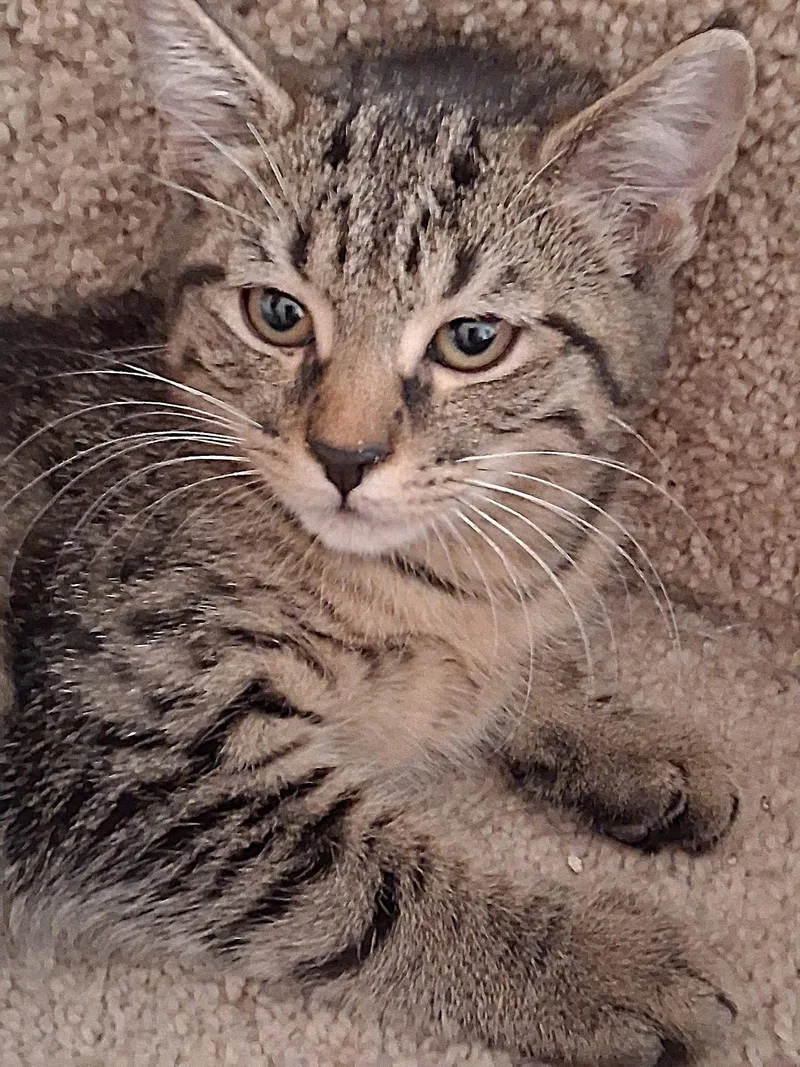 A baby medium-sized female Brown / Chocolate Domestic Short Hair cat named Sprite for adoption in Oviedo, FL