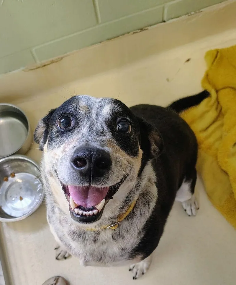 An adult large-sized male Tricolor (Brown, Black, & White) Australian Cattle Dog / Blue Heeler dog named Finn for adoption in Kalamazoo, MI