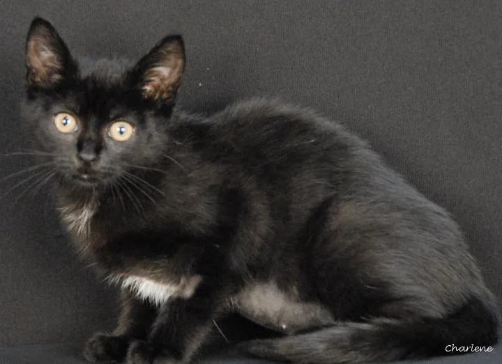 A young medium-sized female Black & White / Tuxedo Domestic Short Hair cat named Chapter for adoption in Newland, NC