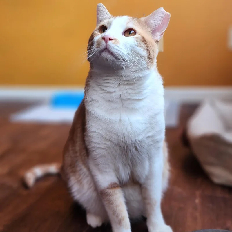 An adult medium-sized male Orange & White Domestic Short Hair cat named Jancy for adoption in New York, NY