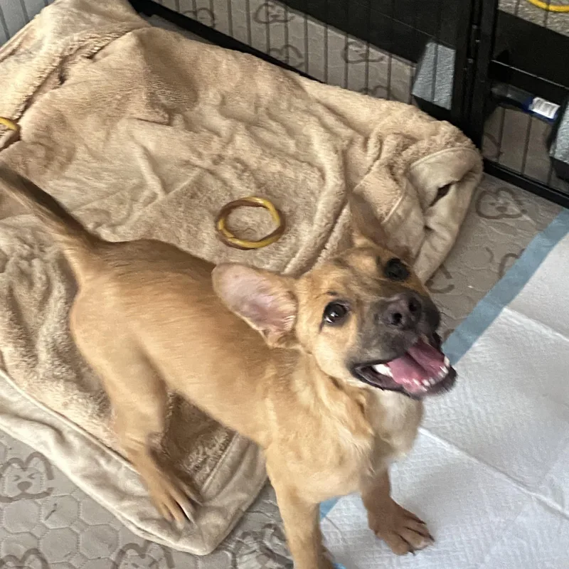 A baby medium-sized female Belgian Shepherd / Malinois dog named Peanut for adoption in Sammamish, WA