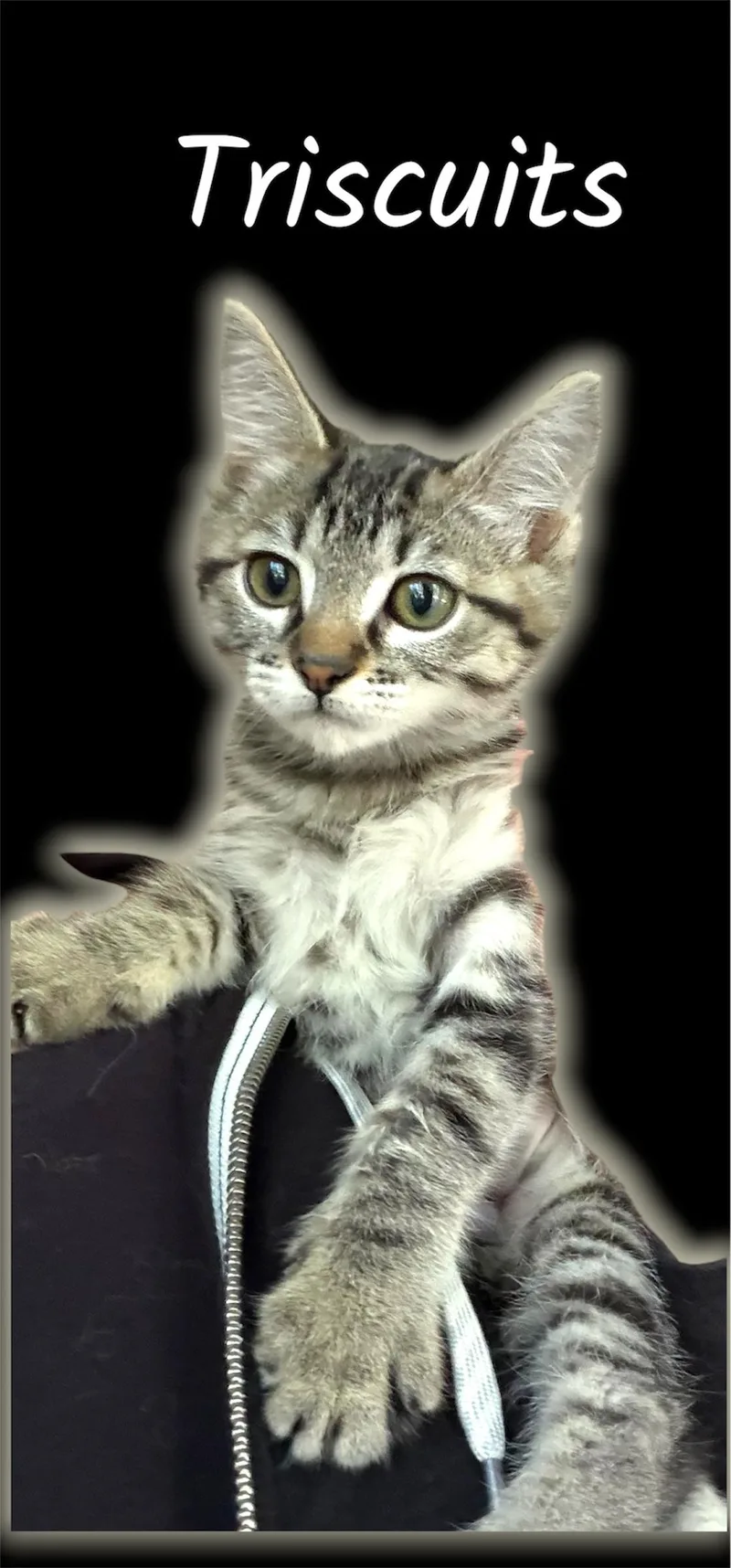 A baby small-sized female Tabby (Brown / Chocolate) Domestic Short Hair cat named Triscuits for adoption in Auburn, CA