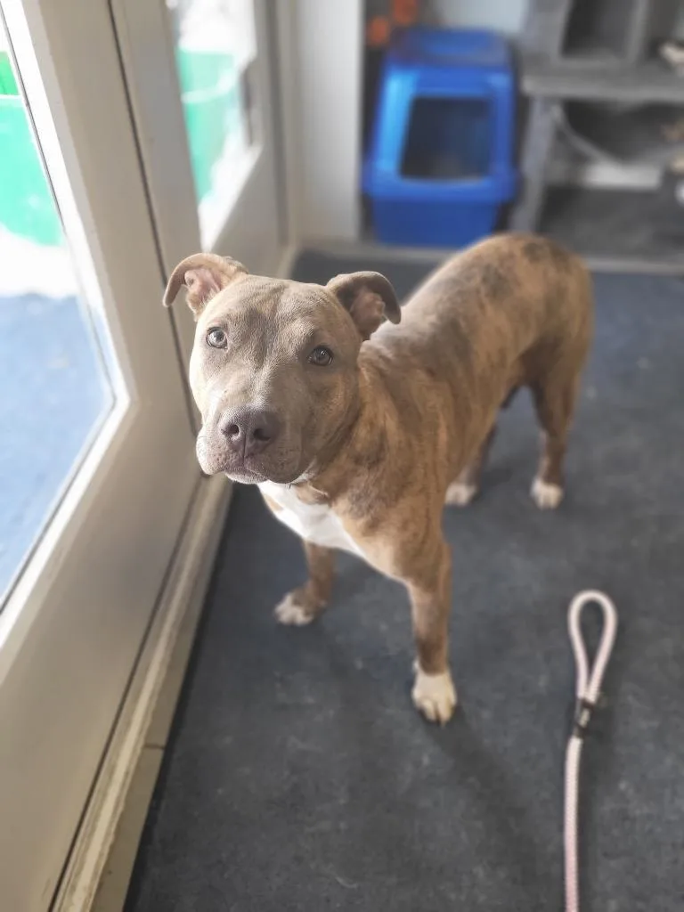 A young medium-sized female Terrier dog named Trinity for adoption in Hartford City, IN