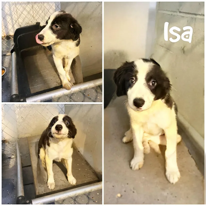 Isa