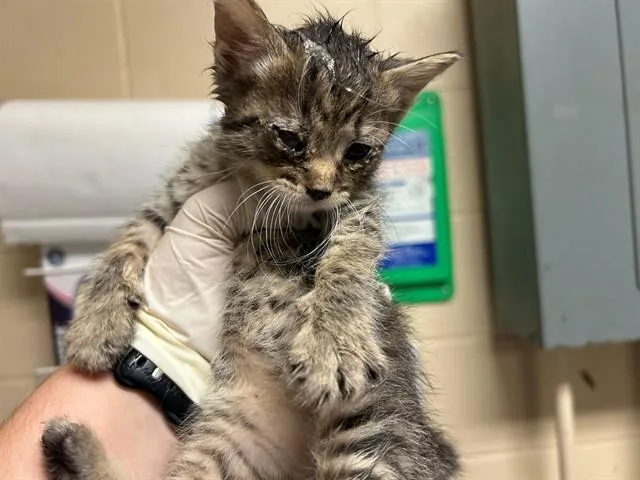 A baby small-sized female Domestic Short Hair cat named Dove for adoption in Ocala, FL