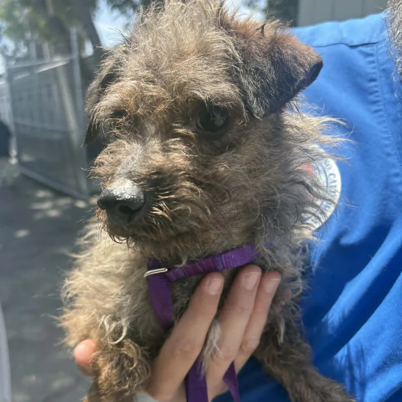 An adult small-sized male Brindle Terrier dog named Grayson  Costa Mesa for adoption in Chino Hills, CA