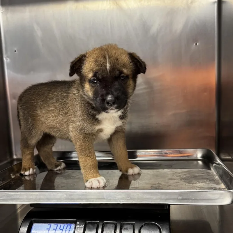 A baby small-sized female Brown / Chocolate Mixed Breed dog named Suzie for adoption in St Joseph, MO