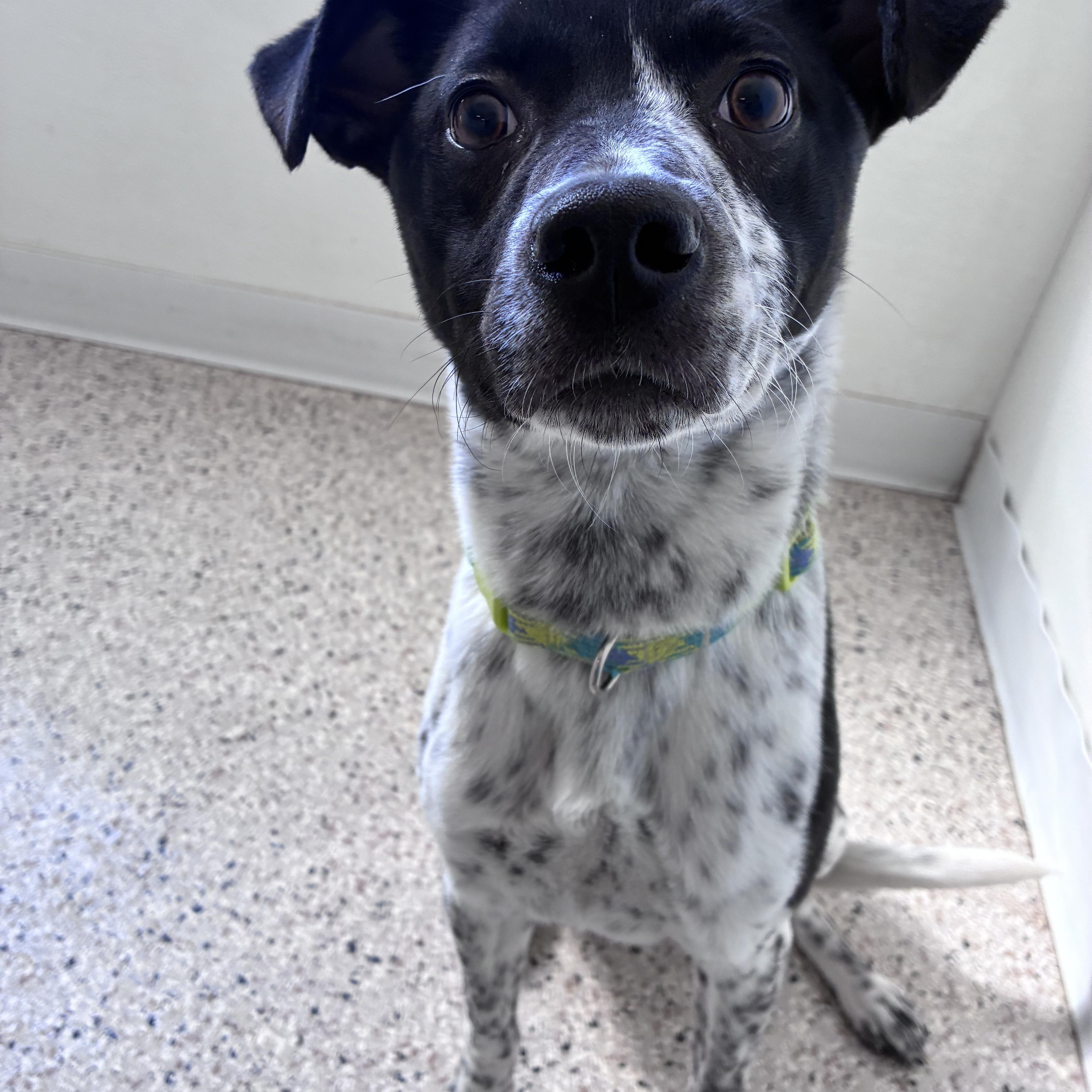 An adult medium-sized male Black Border Collie dog named Axel for adoption in Buffalo, MN