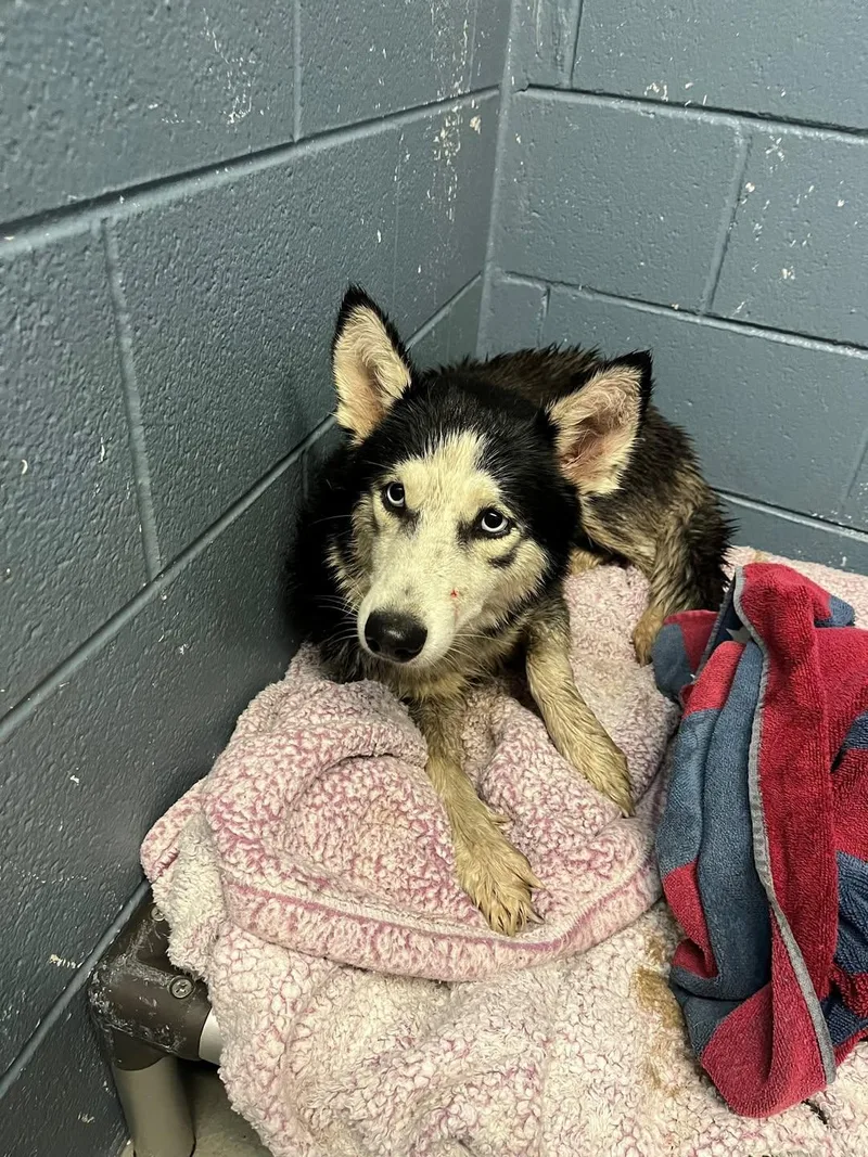 A young medium-sized female Husky dog named Ginger for adoption in Rowlett, TX
