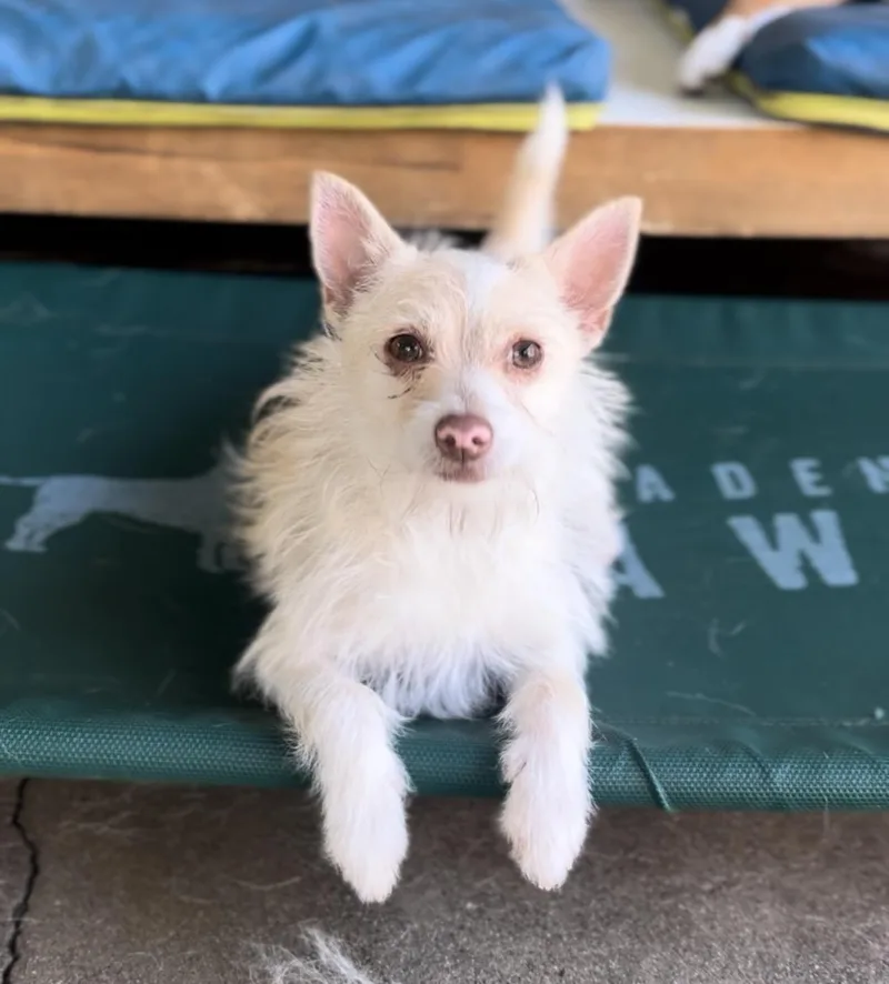A young small-sized female Apricot / Beige Terrier dog named Lemon for adoption in West Hollywood, CA