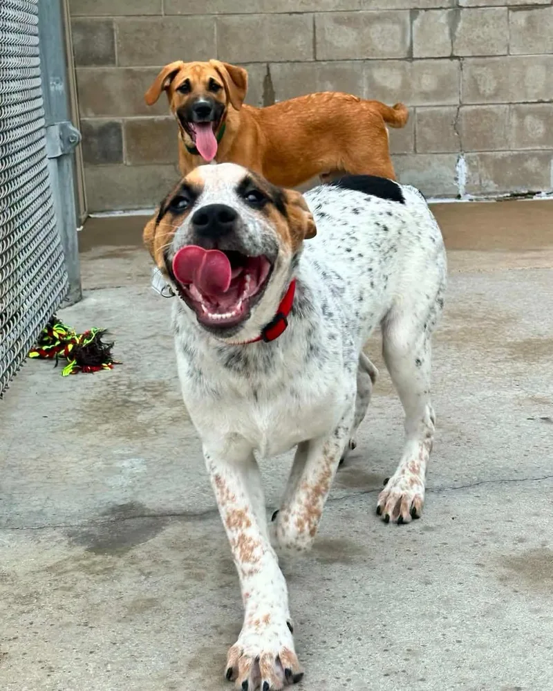 A baby medium-sized male Tricolor (Brown, Black, & White) Great Pyrenees dog named Jojo for adoption in Fremont, MI