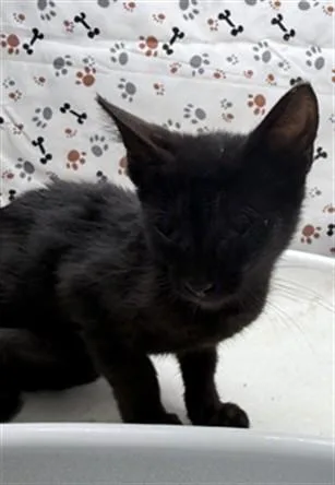 A baby small-sized female Domestic Short Hair cat named Mary for adoption in Riverside, CA