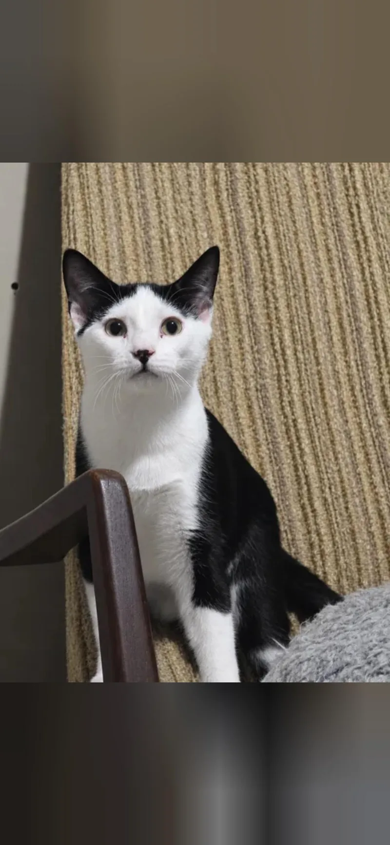 A baby small-sized male Domestic Short Hair cat named Kai for adoption in Mint Hill, NC