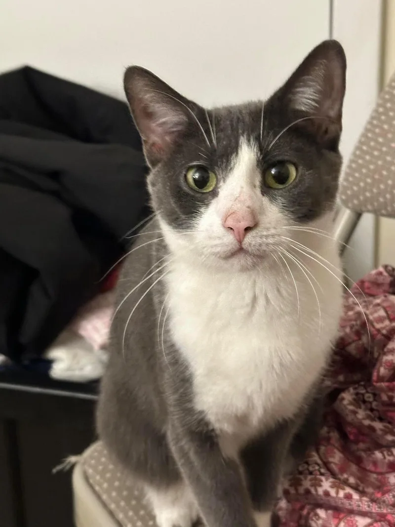 An adult medium-sized female Domestic Short Hair cat named Lili for adoption in Nutley, NJ