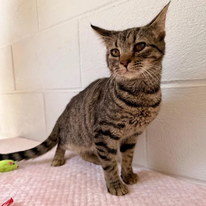 A young small-sized female Black Domestic Short Hair cat named Trudy for adoption in Evensville, TN