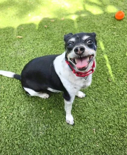 A senior small-sized male Black Rat Terrier dog named Puppy Chulo for adoption in Key West, FL
