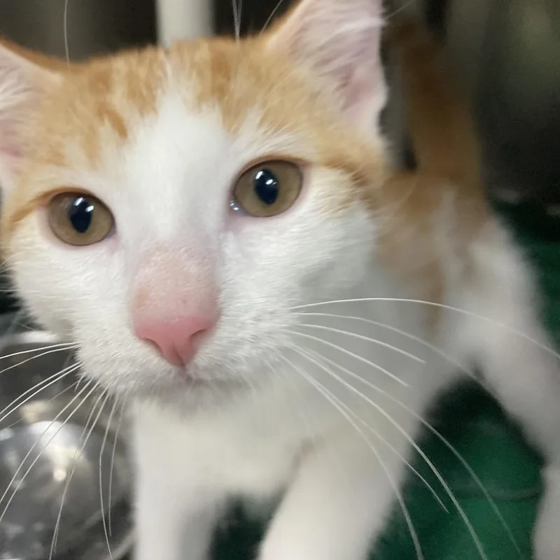 A baby small-sized male White Domestic Short Hair cat named Lemon Meringue for adoption in Lakeland, FL