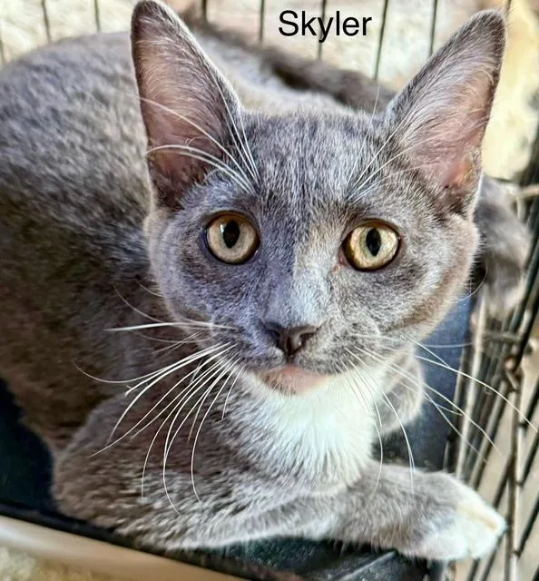 Skyler Pretty Grey &
