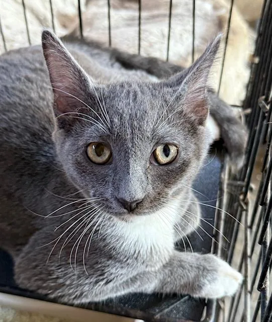 Skyler Pretty Grey & thumbnail 2