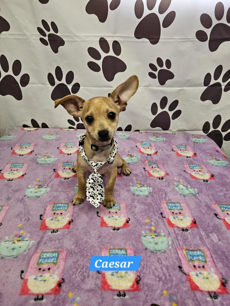 A young medium-sized male Chihuahua dog named Ceasar for adoption in Metairie, LA