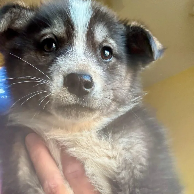 A baby small-sized female Black Husky dog named Mary Ann for adoption in Tuba City, AZ