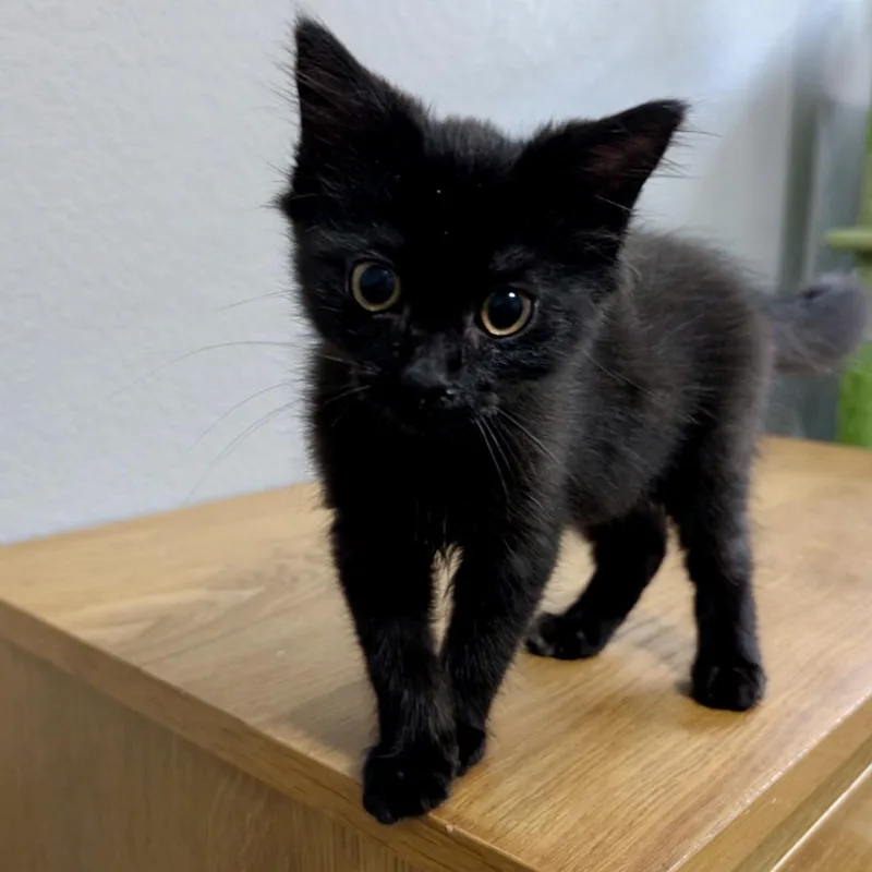 A baby medium-sized female Domestic Short Hair cat named Pepperocini for adoption in Austin, TX