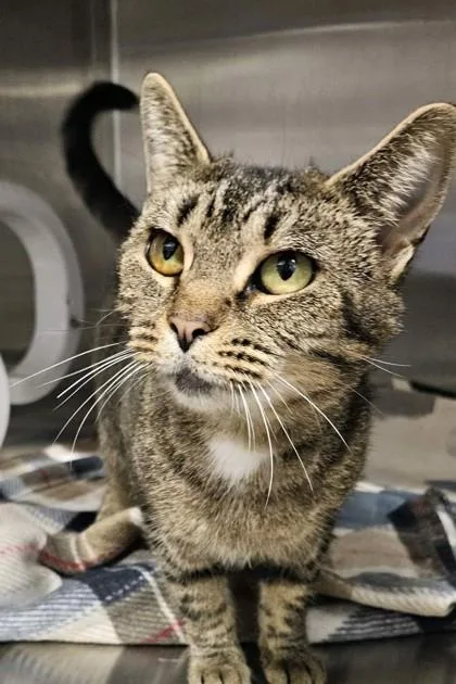 An adult large-sized female Domestic Short Hair cat named Juliet for adoption in Lafayette, IN