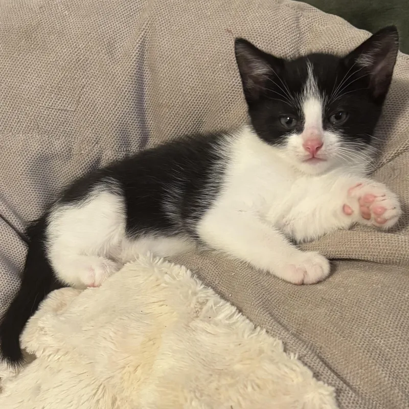 Feta