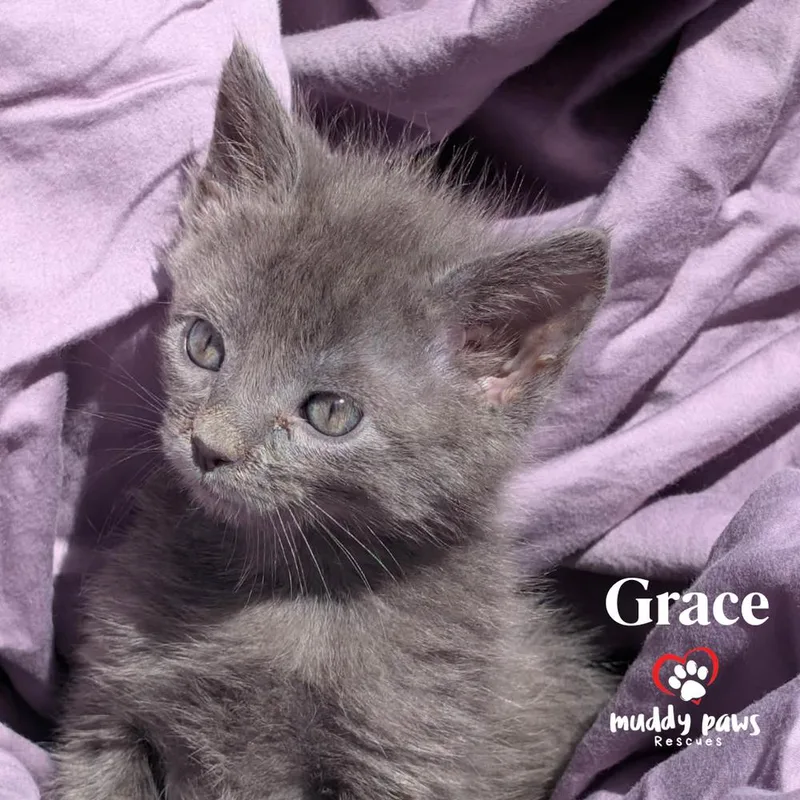 A young small-sized female Gray / Blue / Silver Domestic Short Hair cat named Bedtime Stories: Grace for adoption in Council Bluffs, IA
