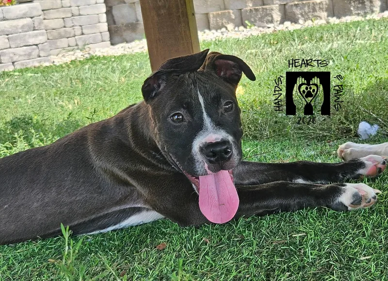 A baby medium-sized male Black Pit Bull Terrier dog named Pepe for adoption in Omaha, NE