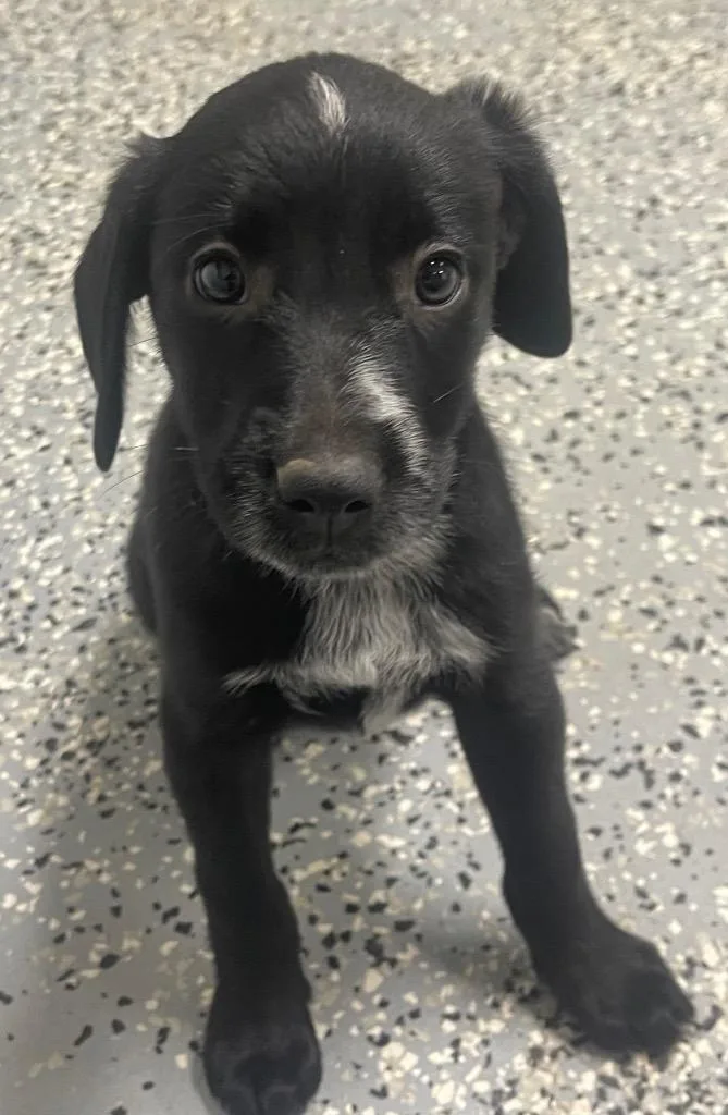 A baby medium-sized female Pointer dog named Evelyn for adoption in Seven Points, TX